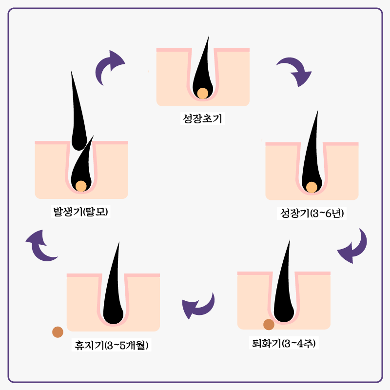 모발 성장주기_뉴헤어모발성형외과_inewhair