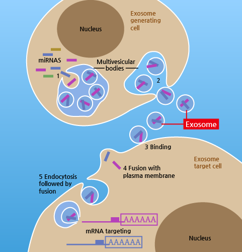 엑소좀의 기능