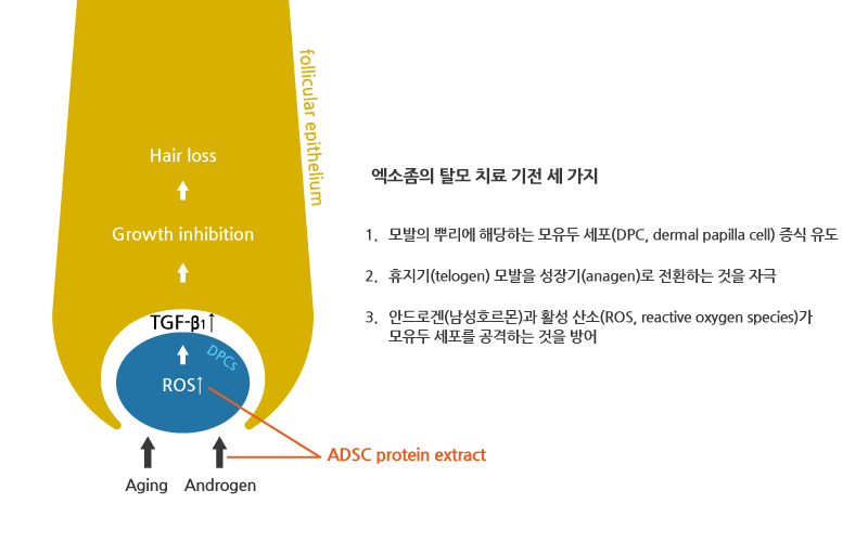 엑소좀 탈모 치료 원리 및 기전