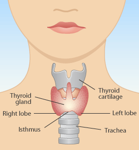 갑상샘 thyroid gland